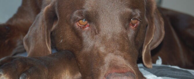 Close-up portrait of chocolate lab dog