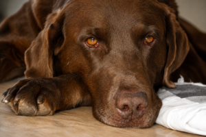 Close-up portrait of Bear the chocolate Labrador who inspired Bear Hug Plumbing in Flagstaff Arizona.