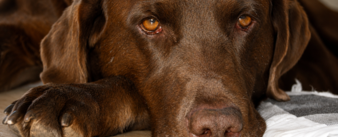 Close-up portrait of Bear the chocolate Labrador who inspired Bear Hug Plumbing in Flagstaff Arizona.